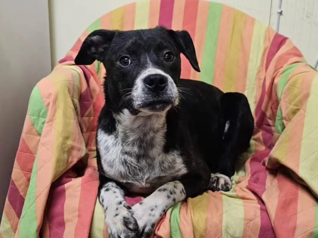 Adozione cane, maschio, meticcio, 3 anni e 3 mesi, taglia media contenuta, Potenza