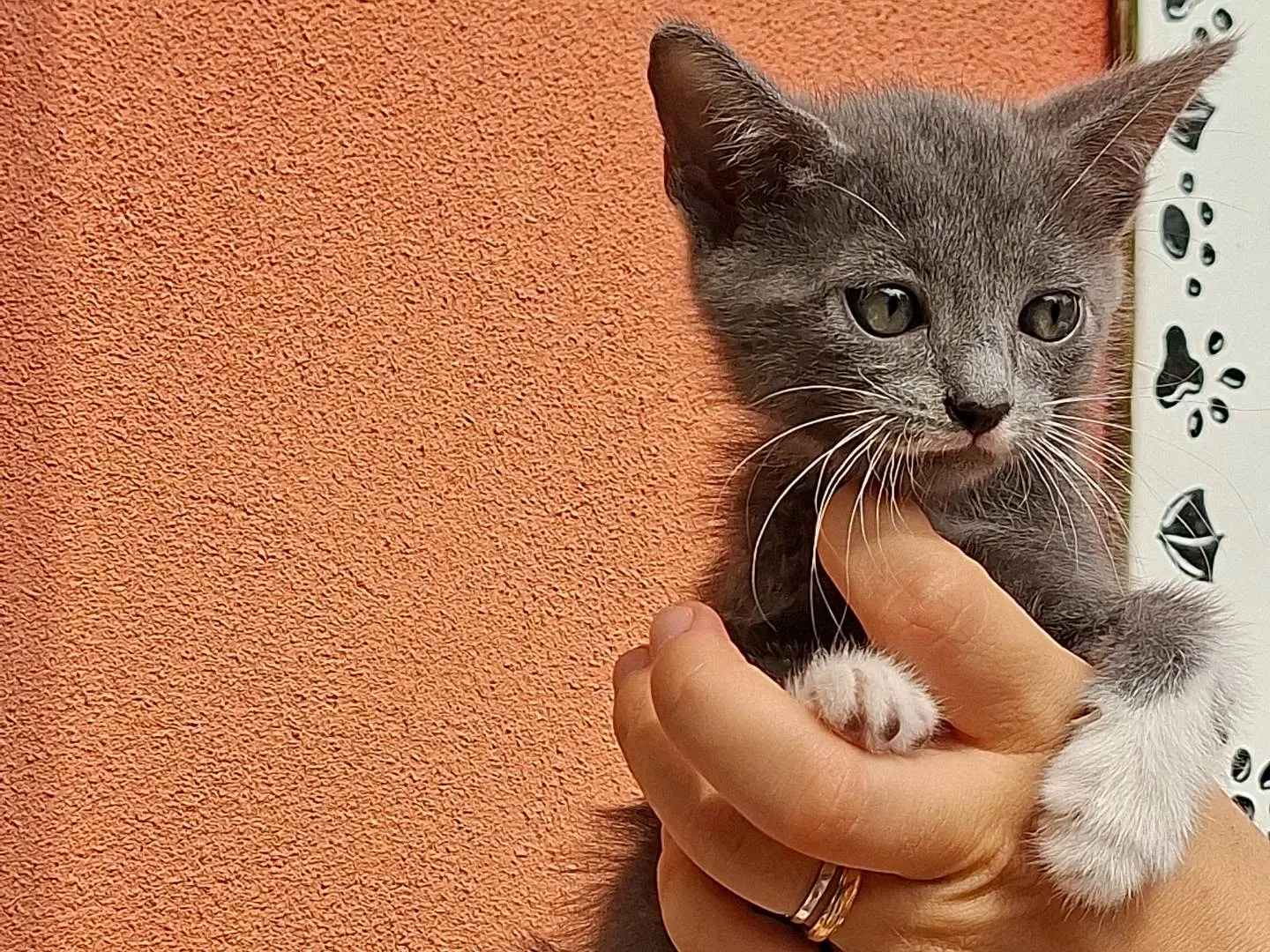 Adozione gatto, maschio, Razza sconosciuta Razza sconosciuta, 2 mesi, taglia non valida, Asti