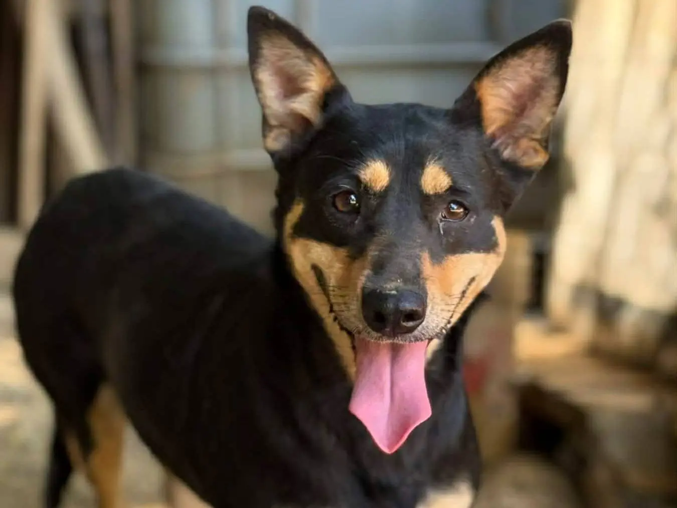 Adotta un cane, femmina, 3 anni e 1 mese, Firenze
