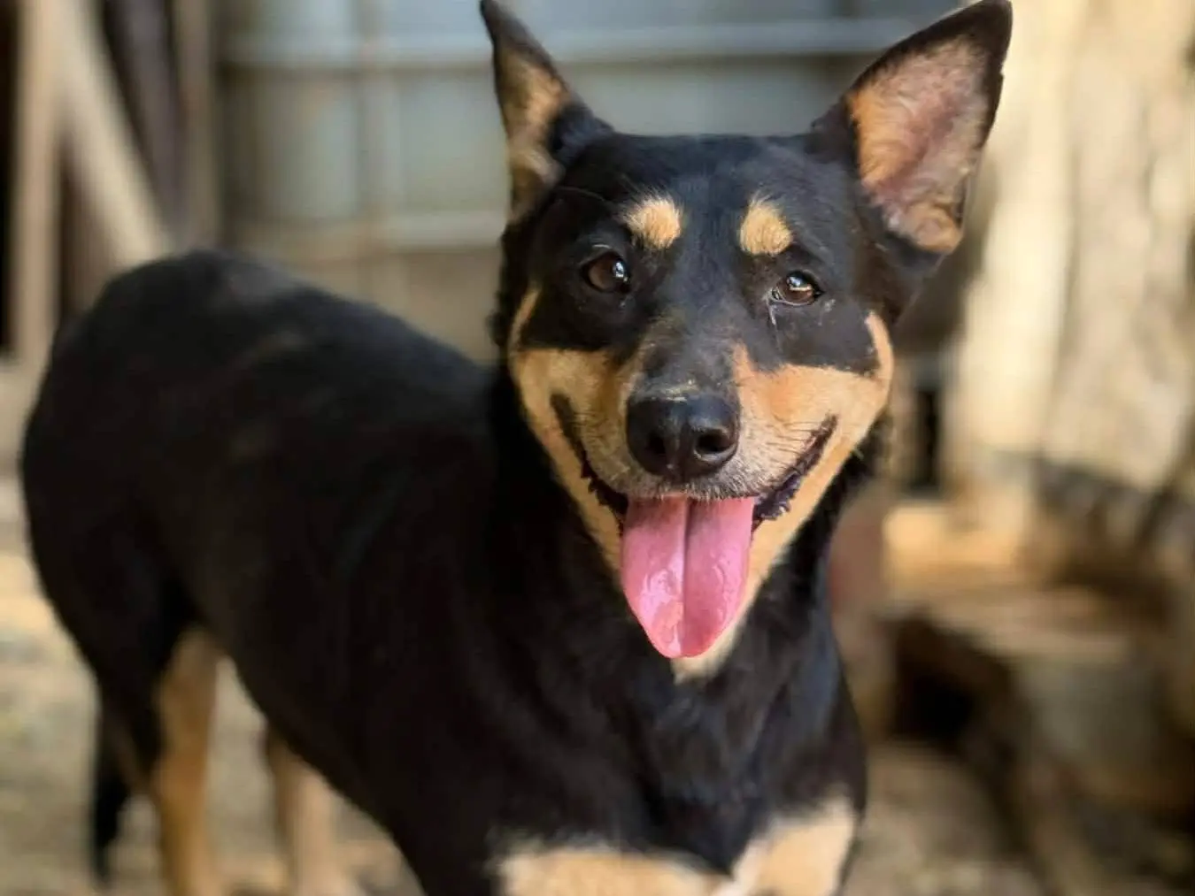 Adozione cane, femmina, Razza sconosciuta Razza sconosciuta, 3 anni e 1 mese, taglia media contenuta, Firenze