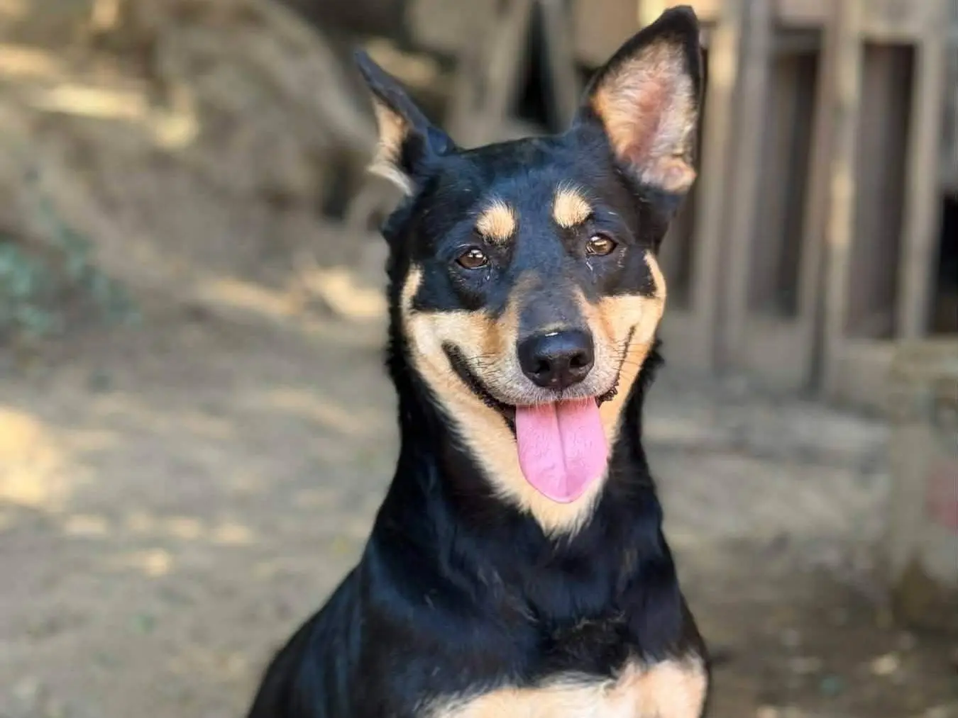 Adotta un cane, taglia media contenuta, femmina, Firenze