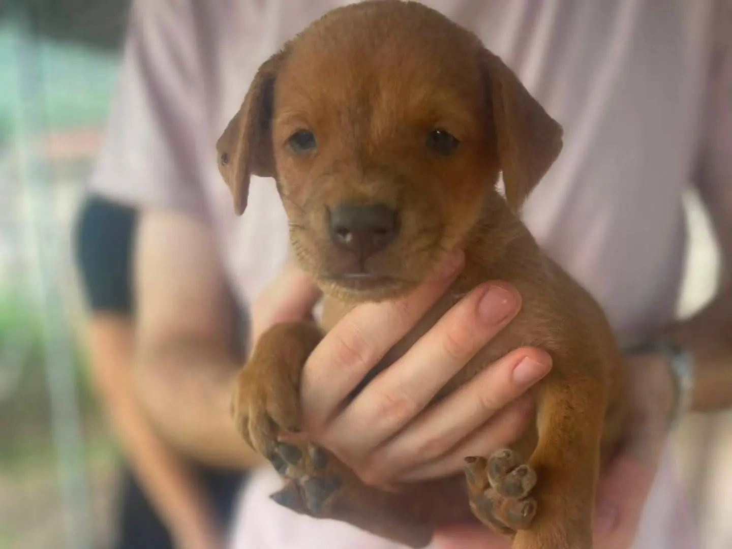 Adozione cane, femmina, Razza sconosciuta Razza sconosciuta, 3 mesi, taglia media contenuta, Frosinone