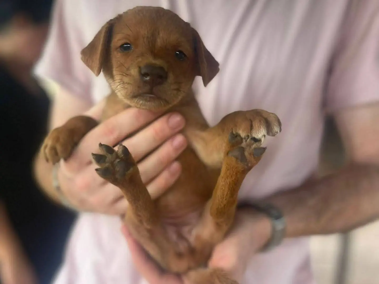 Adotta un cane, femmina, 3 mesi, Frosinone
