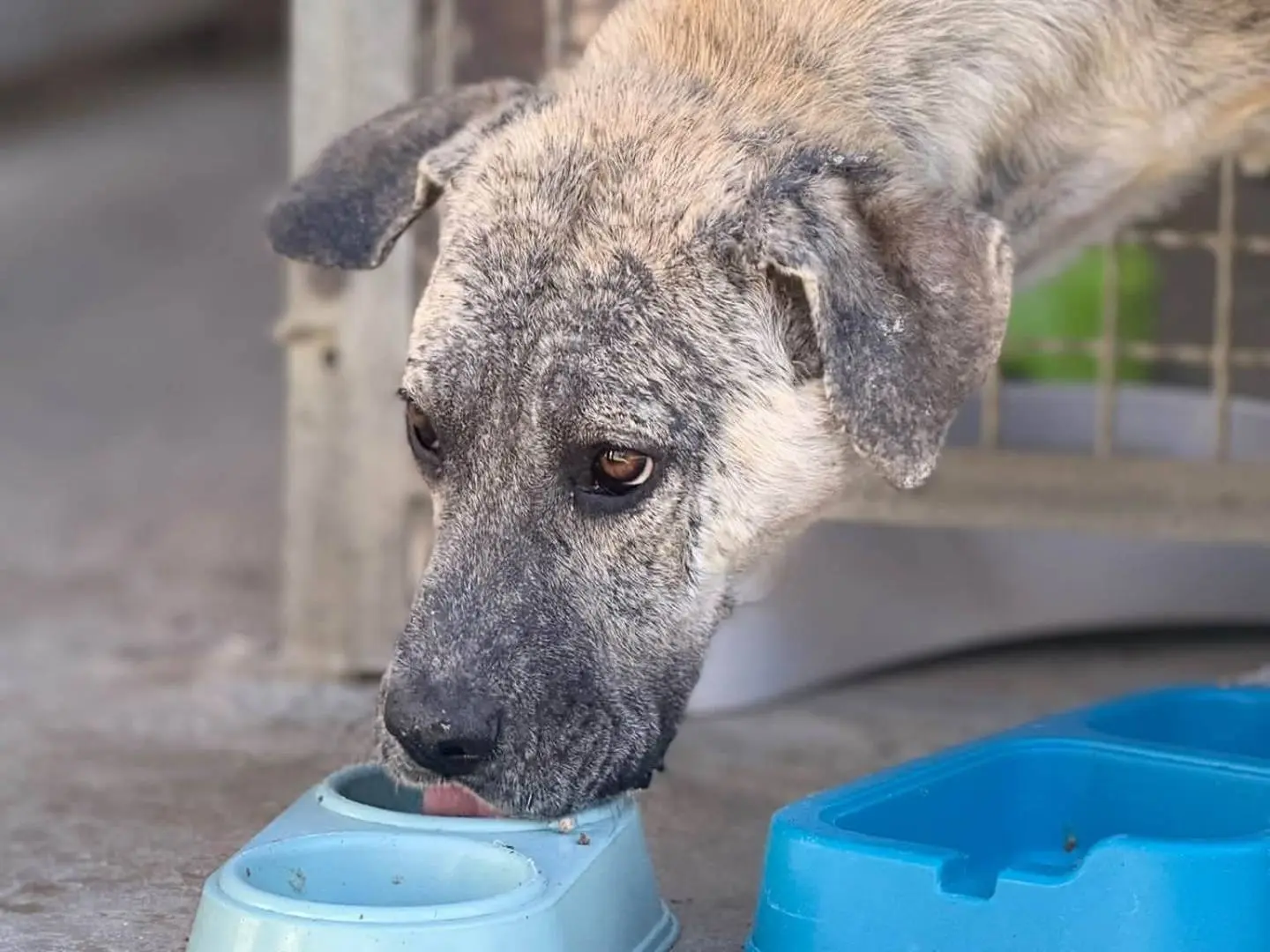 Adotta un cane, taglia media, femmina, Trapani