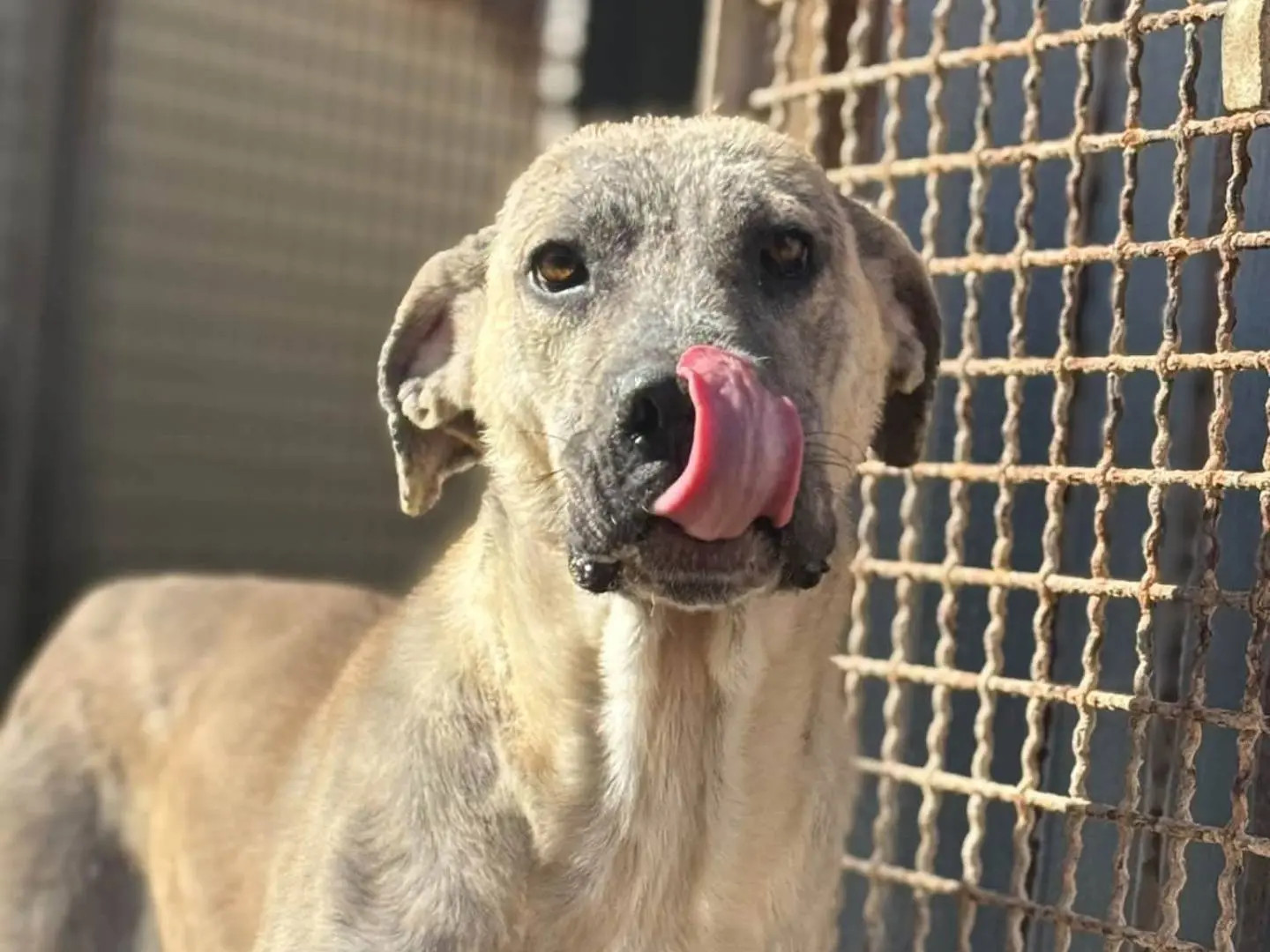 Adozione cane, femmina, Corso Razza sconosciuta, 1 anno e 1 mese, taglia media, Trapani