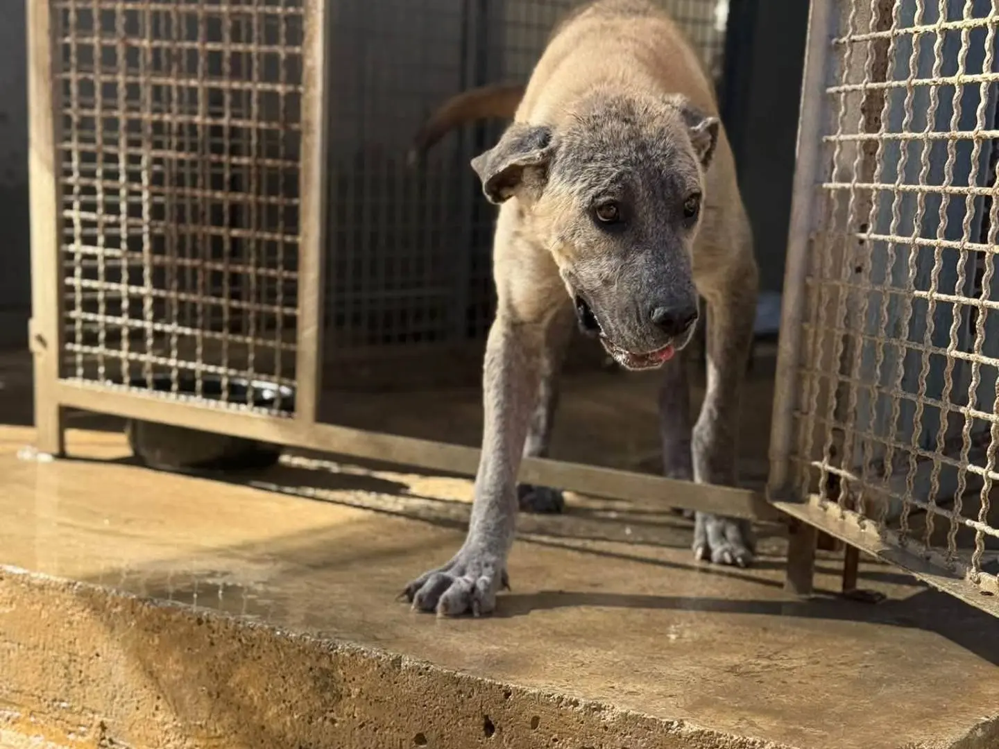 Vuoi adottare un cane a Trapani?
