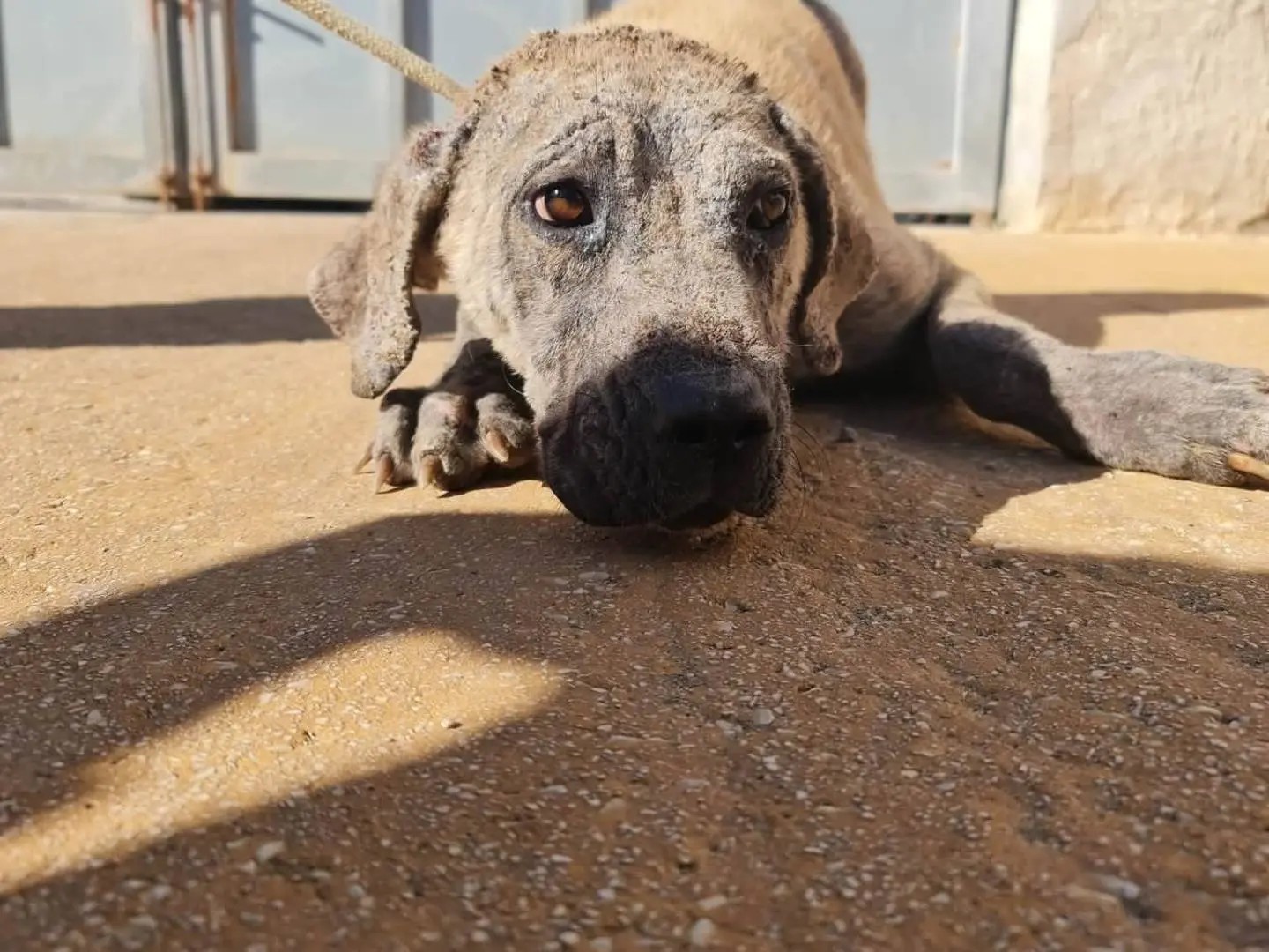 Adotta il cane Aura a Trapani
