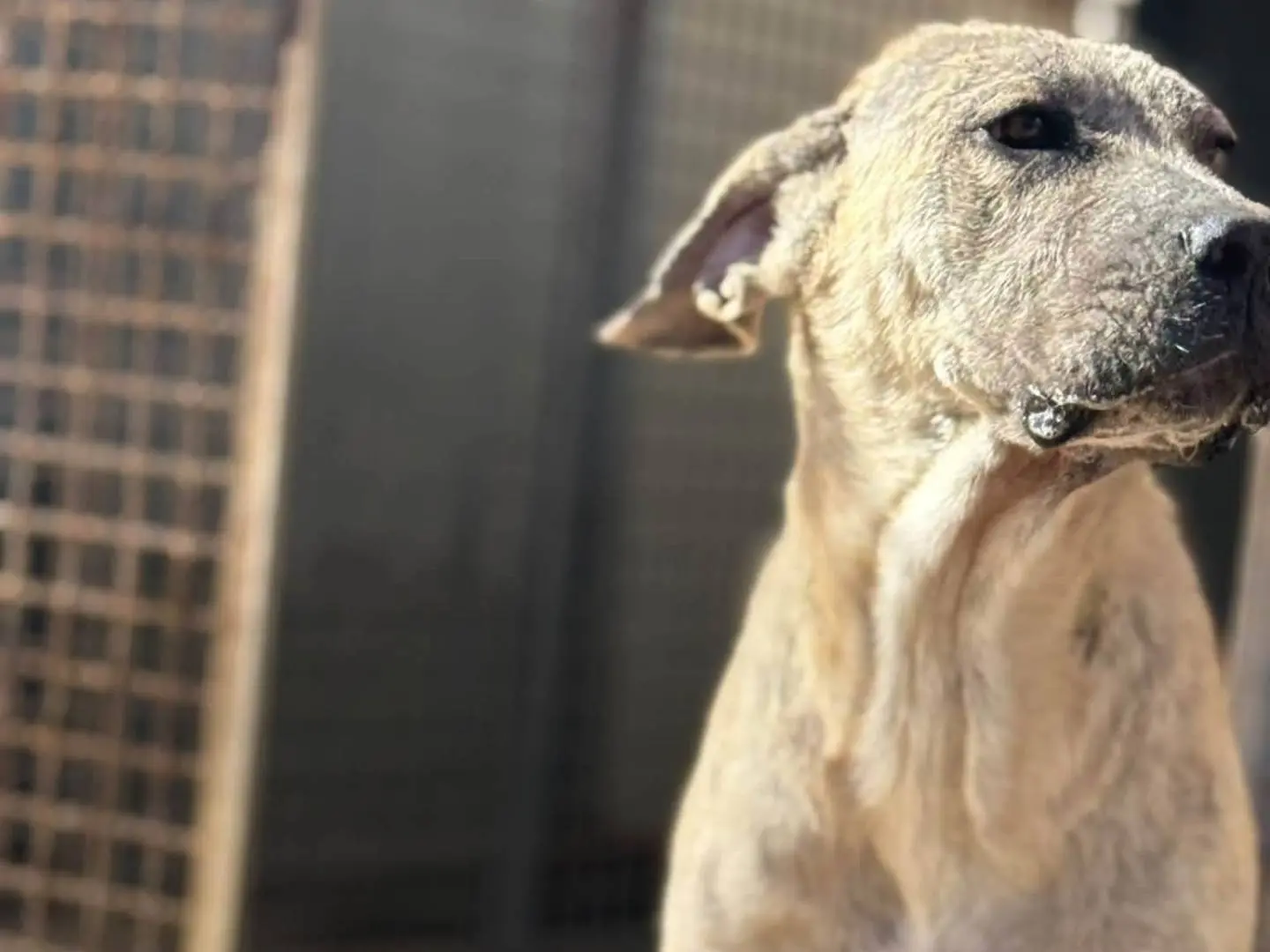 Adotta un cane, femmina, 1 anno e 1 mese, Trapani