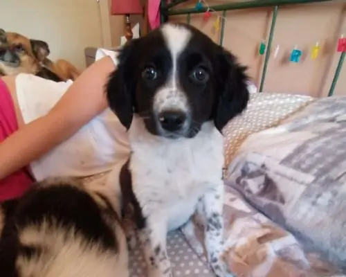 Adozione cane, femmina, meticcio, 4 anni e 2 mesi, taglia grande, Siracusa