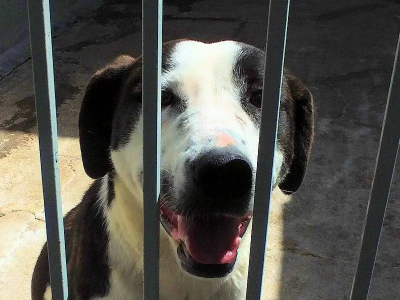 Adotta un cane, taglia grande, femmina, Frosinone