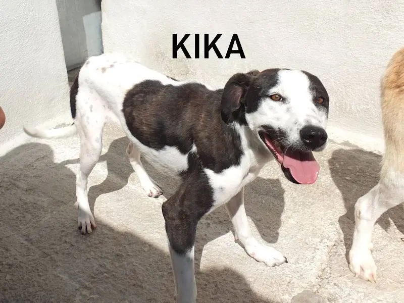 Adotta un cane, femmina, 2 anni e 8 mesi, Frosinone
