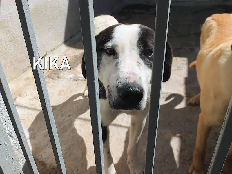 Adozione cane, femmina, Razza sconosciuta Razza sconosciuta, 2 anni e 8 mesi, taglia grande, Frosinone