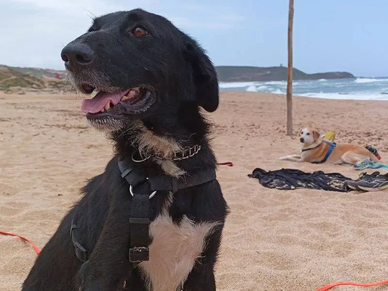 Adozione cane, maschio, Razza sconosciuta Razza sconosciuta, 4 anni e 7 mesi, taglia media, Sud