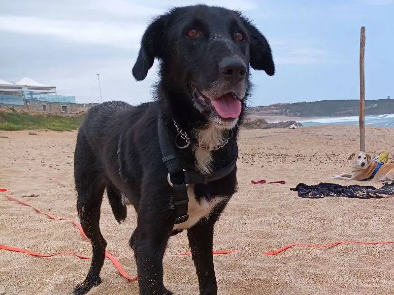 Adotta il cane Zanna a Sud