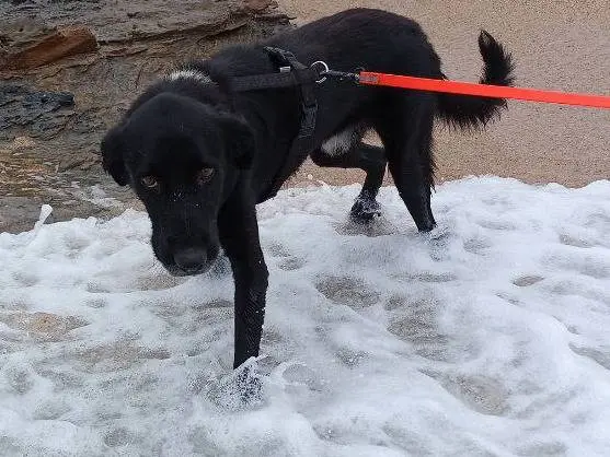 Vuoi adottare un cane a Sud?