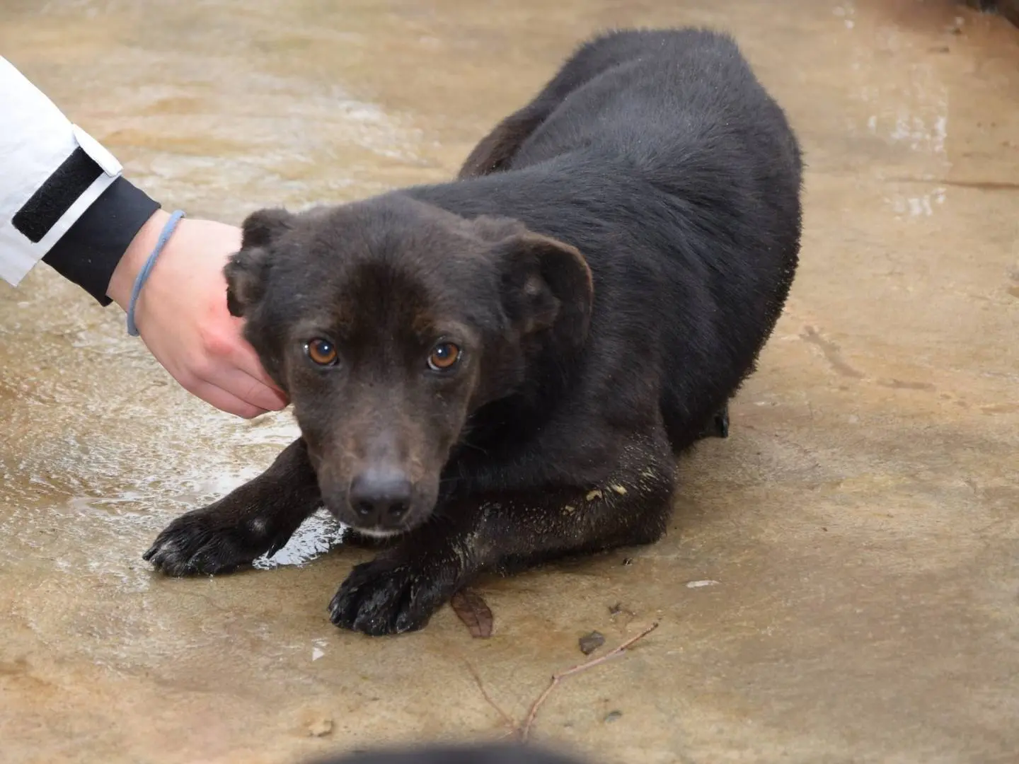 Adozione cane, maschio, Razza sconosciuta Razza sconosciuta, 4 anni e 10 mesi, taglia media contenuta, Chieti