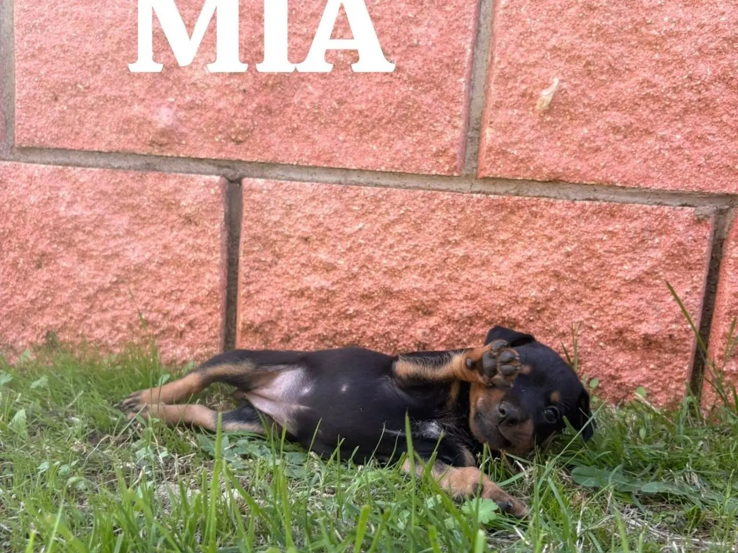 Foto 1 dell'animale