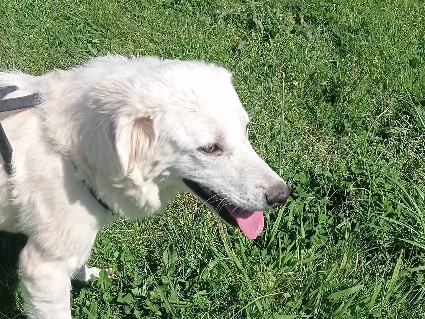 Adozione cane, femmina, Razza sconosciuta Razza sconosciuta, 1 anno e 3 mesi, taglia media, Catanzaro