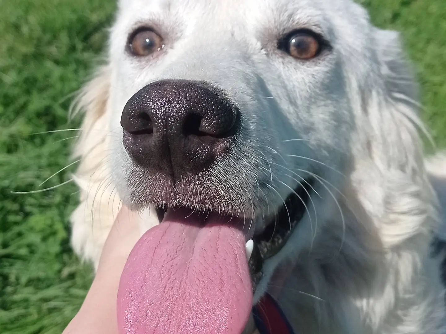 Adotta un cane, femmina, 1 anno e 3 mesi, Catanzaro