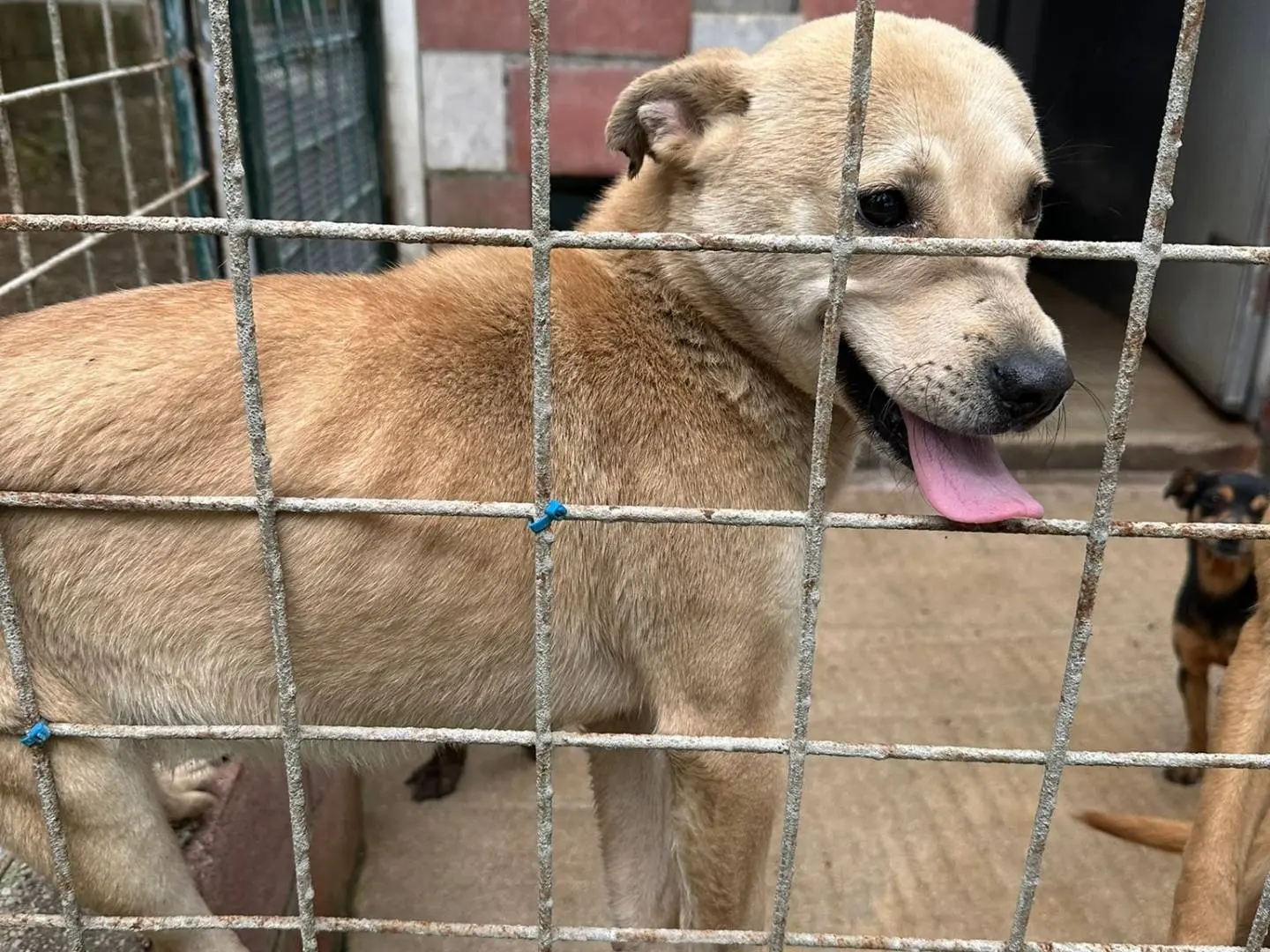 Adozione cane, femmina, Razza sconosciuta Razza sconosciuta, 1 anno e 2 mesi, taglia media contenuta, Bari