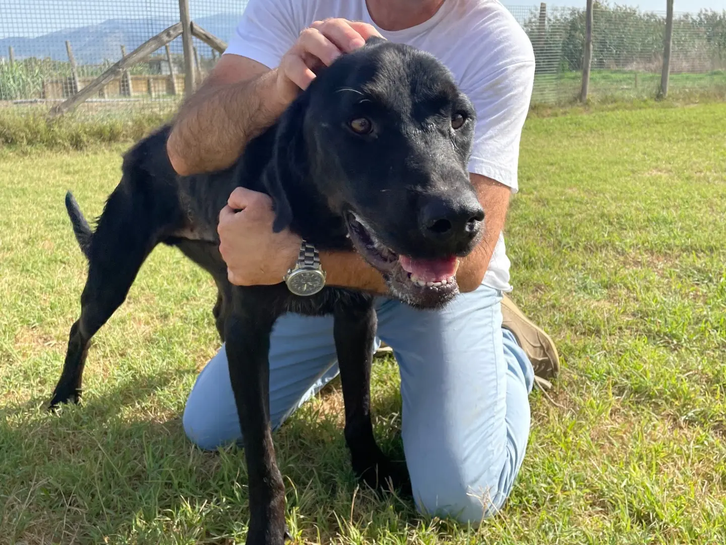 Vuoi adottare un cane a Latina?