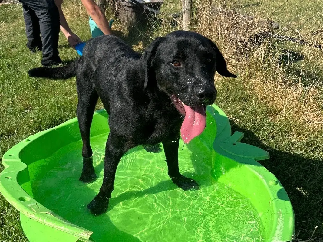 Adotta un cane, maschio, 4 anni e 9 mesi, Latina