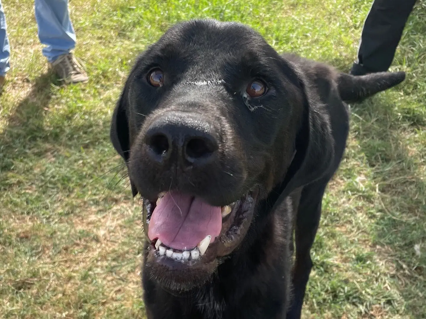 Adozione cane, maschio, Razza sconosciuta Razza sconosciuta, 4 anni e 9 mesi, taglia grande, Latina
