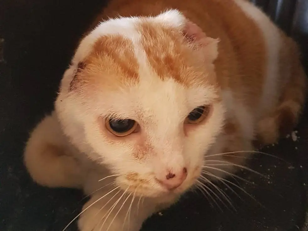 Adotta un gatto, femmina, 4 anni e 9 mesi, Milano