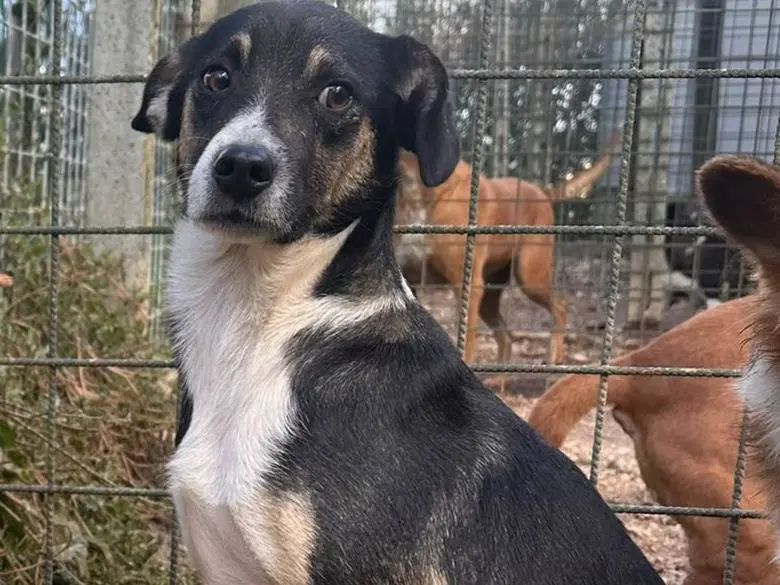 Adozione cane, maschio, Razza sconosciuta Razza sconosciuta, 2 anni e 3 mesi, taglia piccola, Avellino