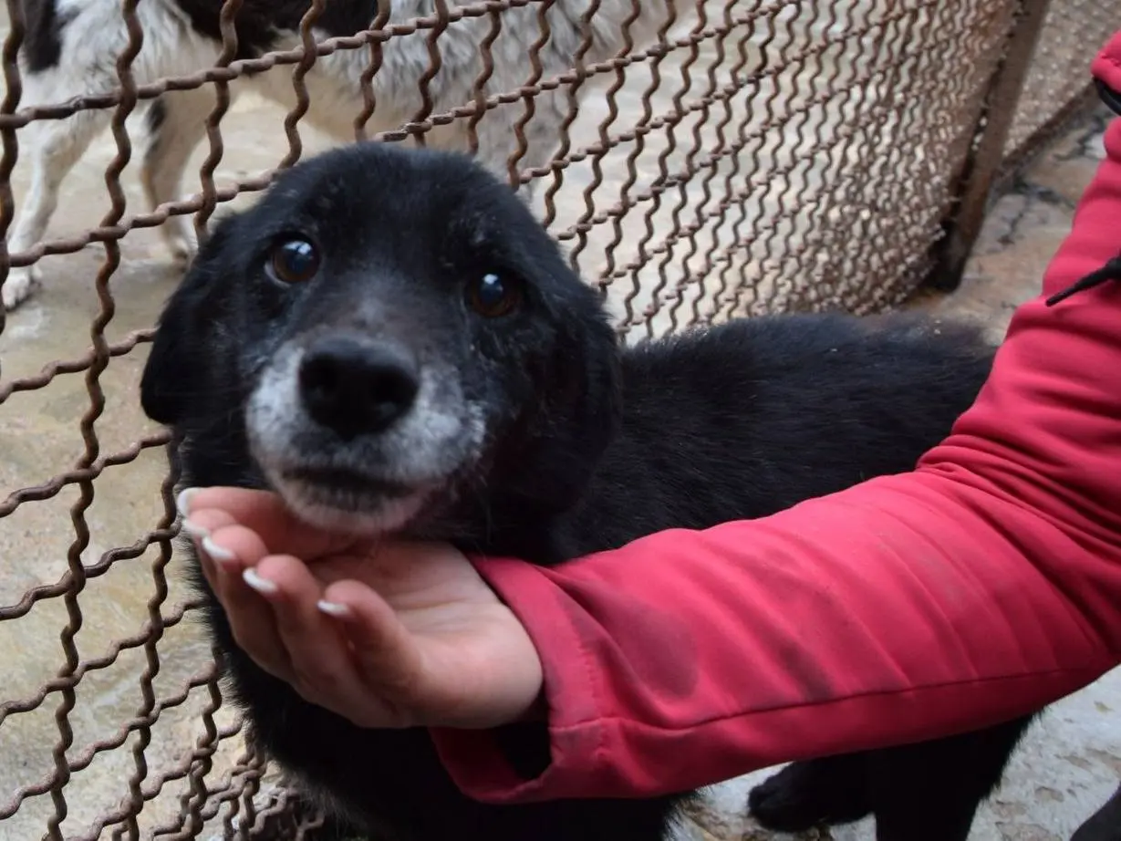 Adozione cane, femmina, Razza sconosciuta Razza sconosciuta, 12 anni e 6 mesi, taglia media contenuta, Chieti