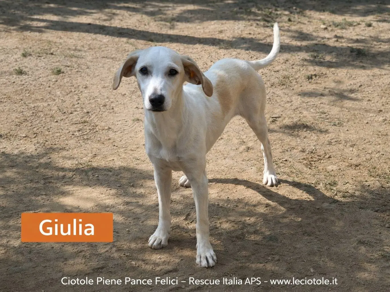 Adozione cane, femmina, Razza sconosciuta Razza sconosciuta, 7 mesi, taglia media, Avellino