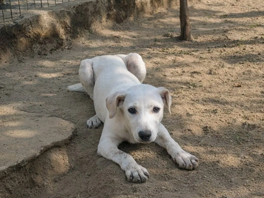 Adotta un cane, taglia media, femmina, Avellino
