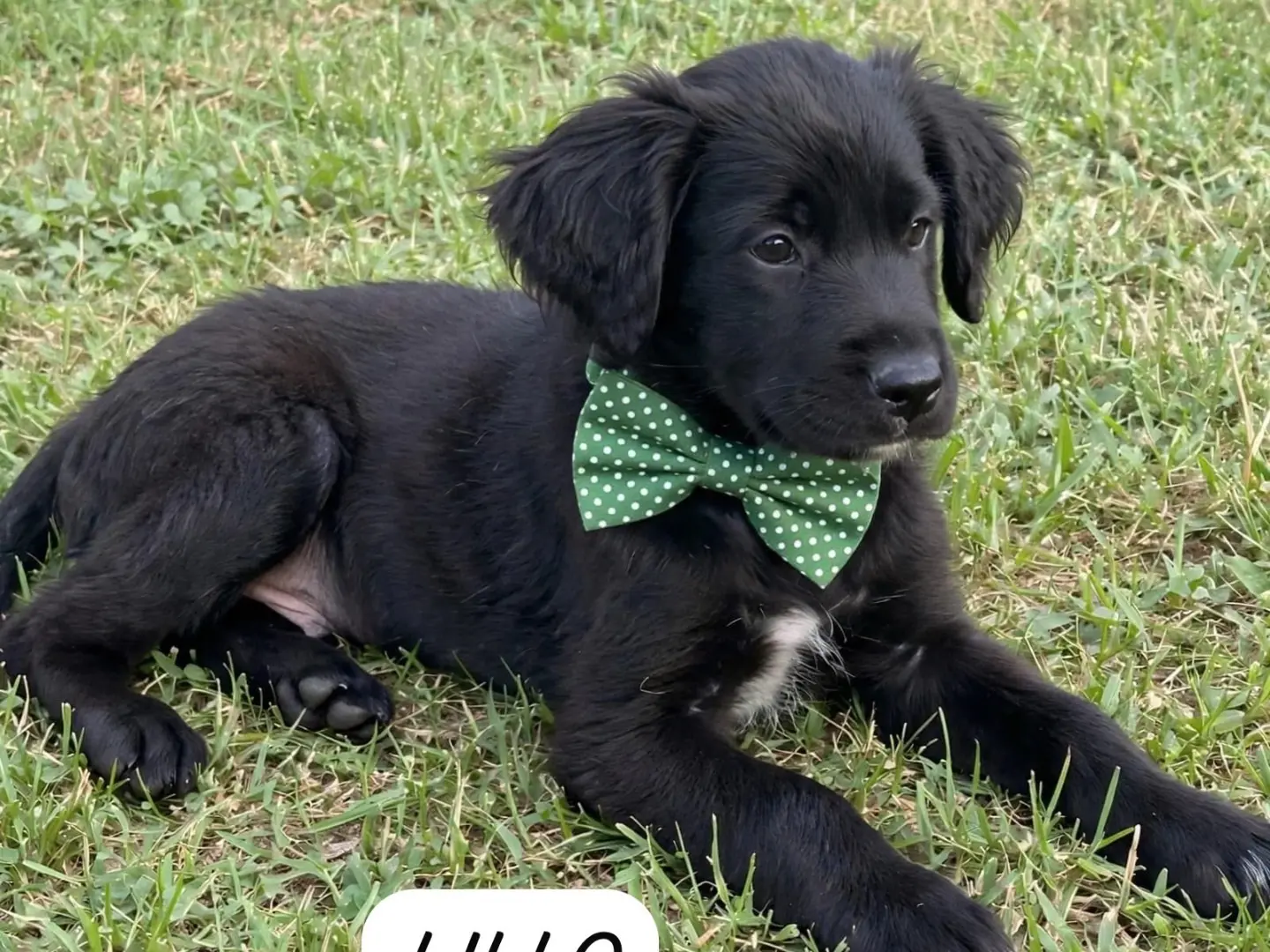 Adozione cane, maschio, Razza sconosciuta Razza sconosciuta, 3 mesi, taglia media, Cosenza