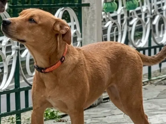 Adotta un cane, taglia media, femmina, Genova