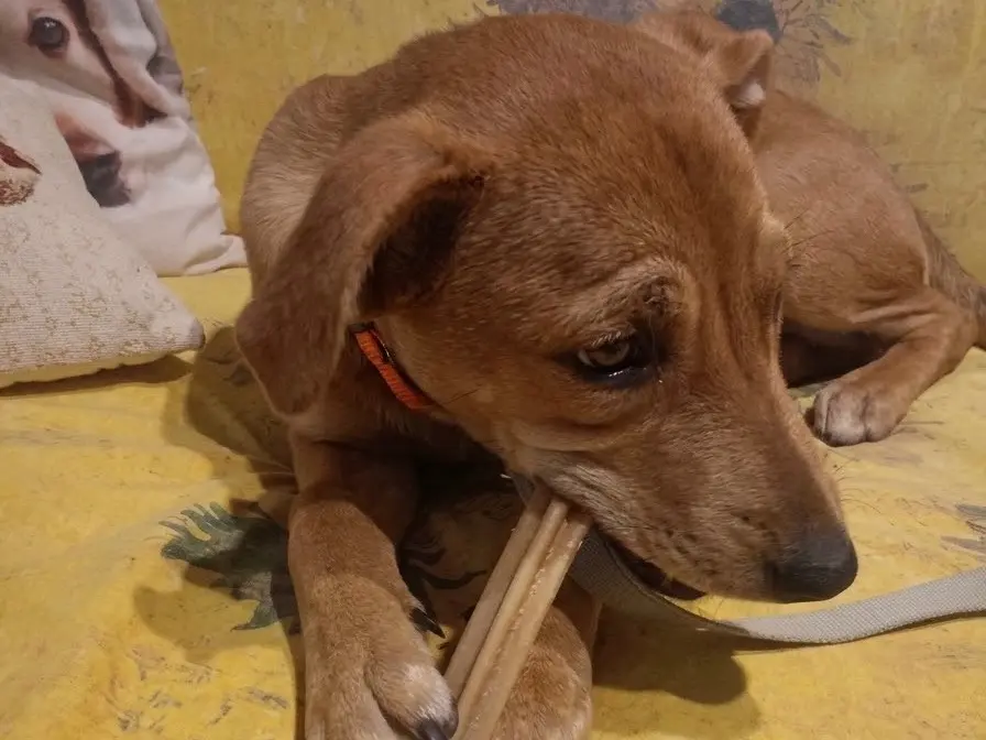 Vuoi adottare un cane a Genova?