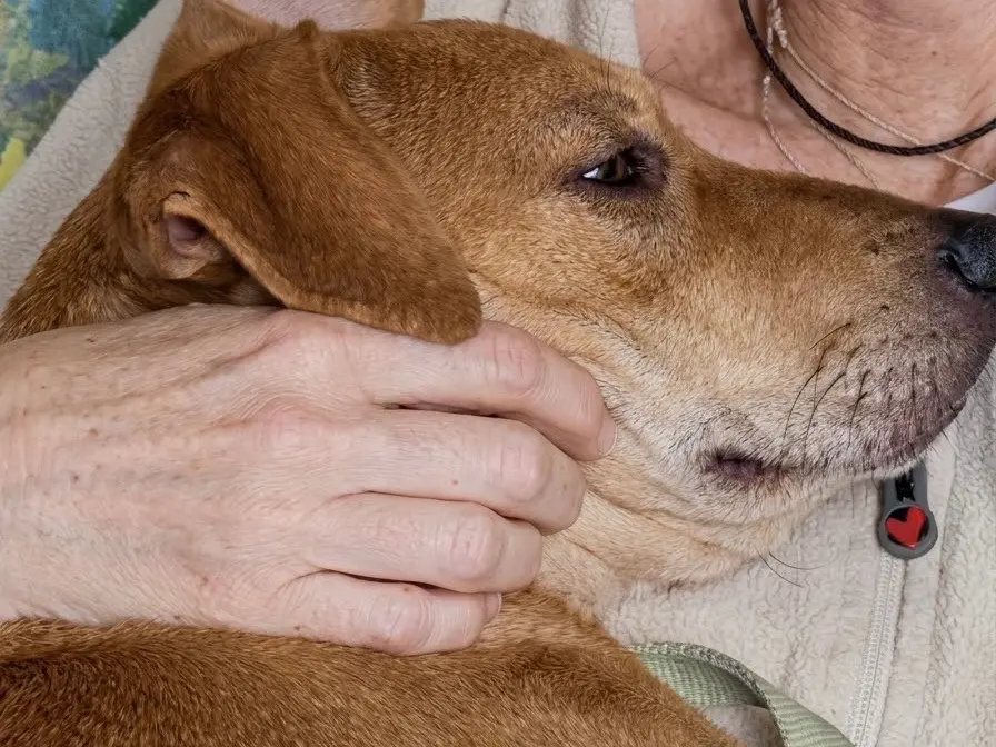 Adotta un cane, femmina, 6 mesi, Genova