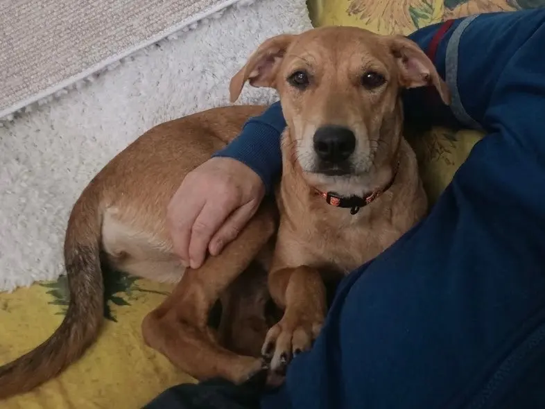 Adozione cane, femmina, Razza sconosciuta Razza sconosciuta, 6 mesi, taglia media, Genova