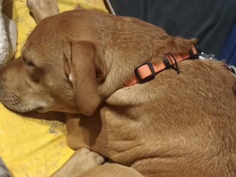 Adotta il cane Ariel a Genova