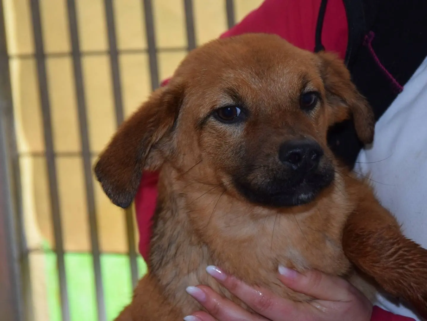 Adozione cane, maschio, Razza sconosciuta Razza sconosciuta, 2 anni e 2 mesi, taglia media contenuta, Chieti