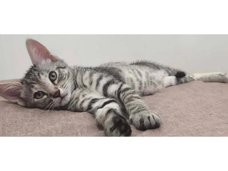 Adotta un gatto, femmina, 4 mesi, Potenza
