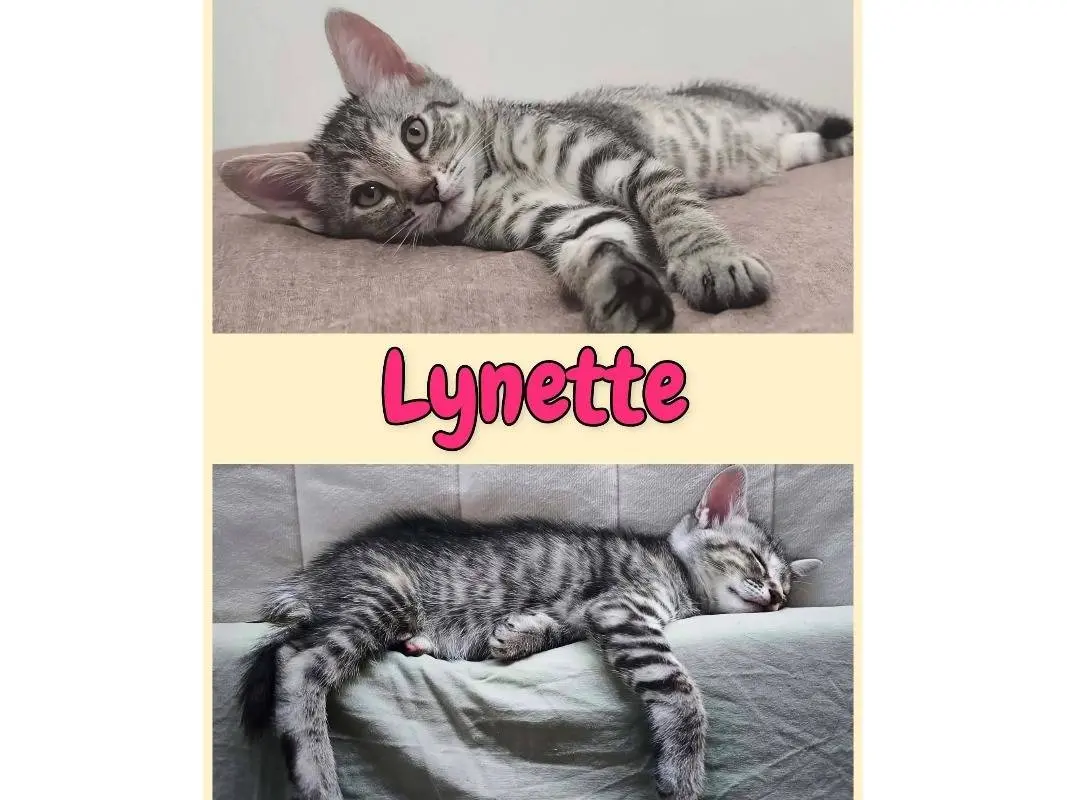 Adotta un gatto, taglia non valida, femmina, Potenza