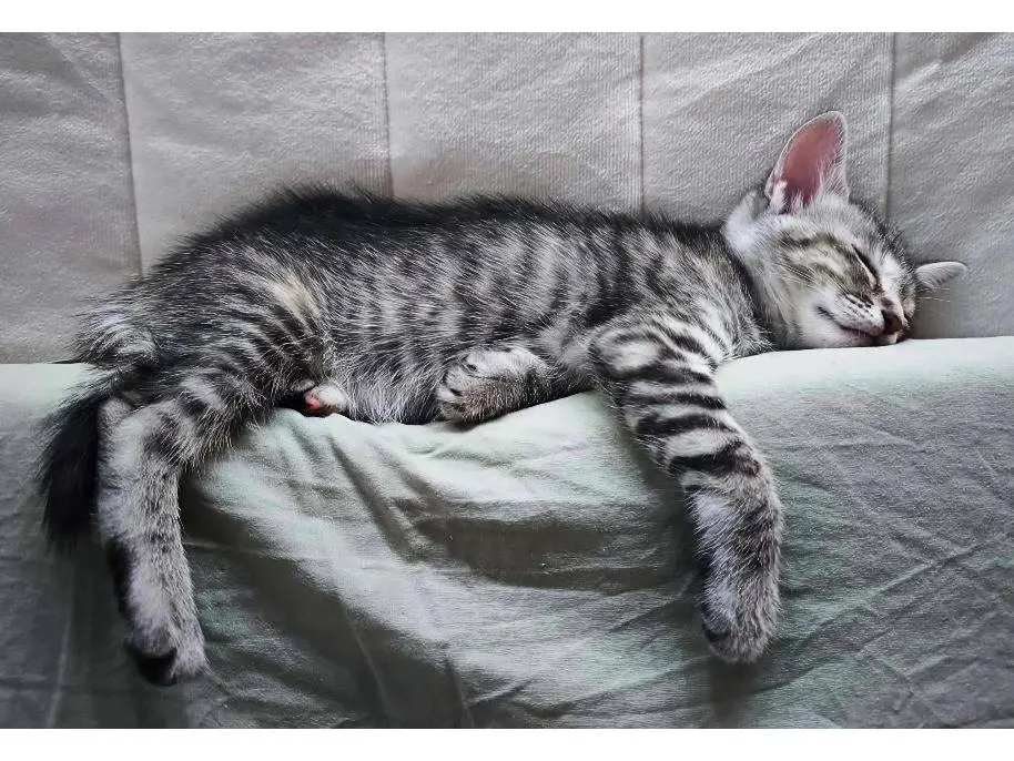 Adozione gatto, femmina, Razza sconosciuta Razza sconosciuta, 4 mesi, taglia non valida, Potenza