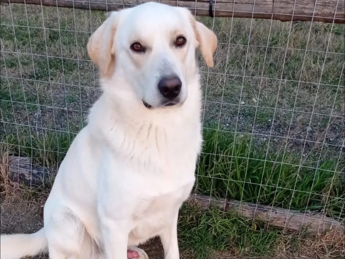 Adotta un cane, maschio, 3 anni e 6 mesi, Matera