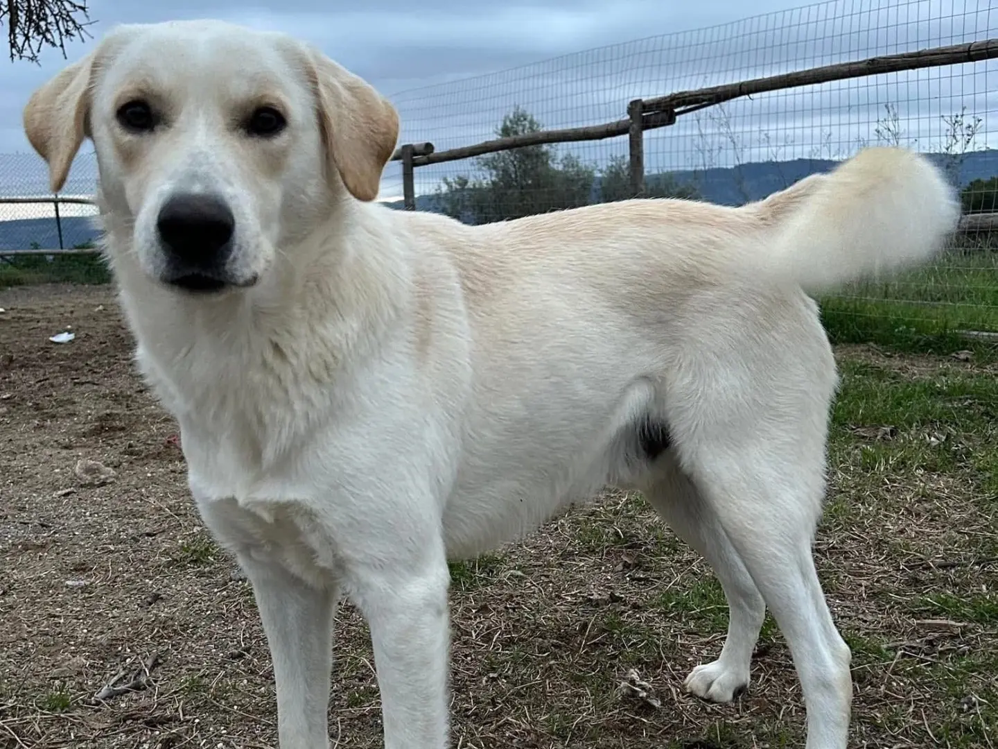 Adozione cane, maschio, Labrador Retriever Pastore maremmano, 3 anni e 6 mesi, taglia gigante, Matera