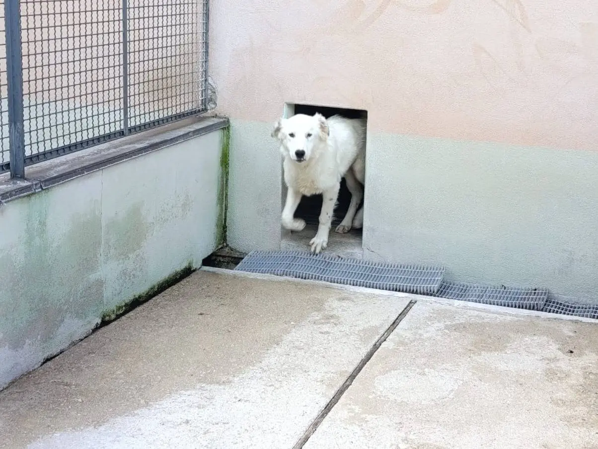 Adotta il cane Lucio a Avellino