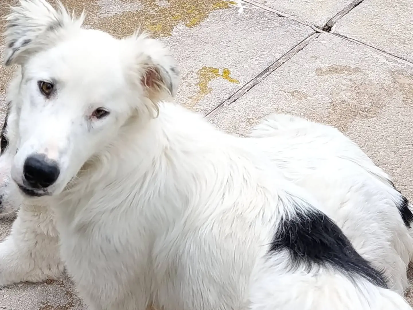 Adotta un cane, taglia grande, maschio, Avellino