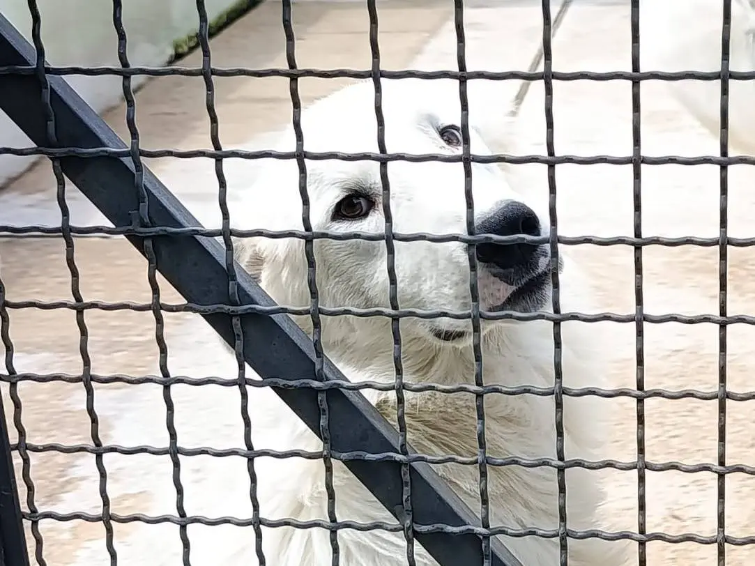Adotta un cane, maschio, 11 mesi, Avellino