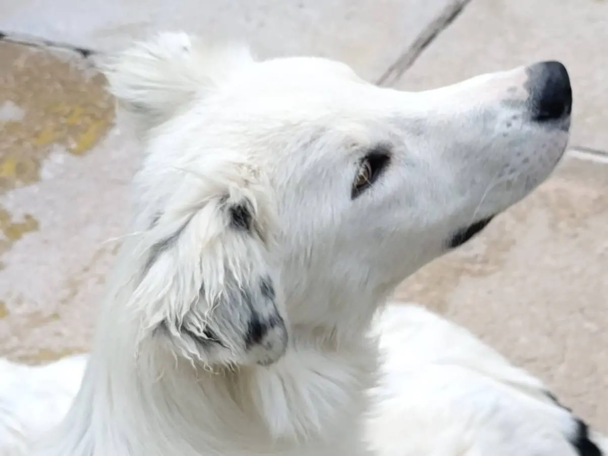 Adozione cane, maschio, Razza sconosciuta Razza sconosciuta, 11 mesi, taglia grande, Avellino