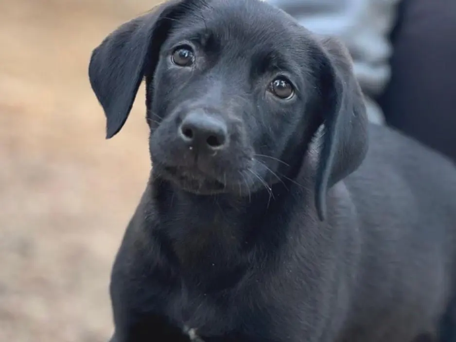 Adozione cane, maschio, Razza sconosciuta Razza sconosciuta, 2 mesi, taglia media, Bari