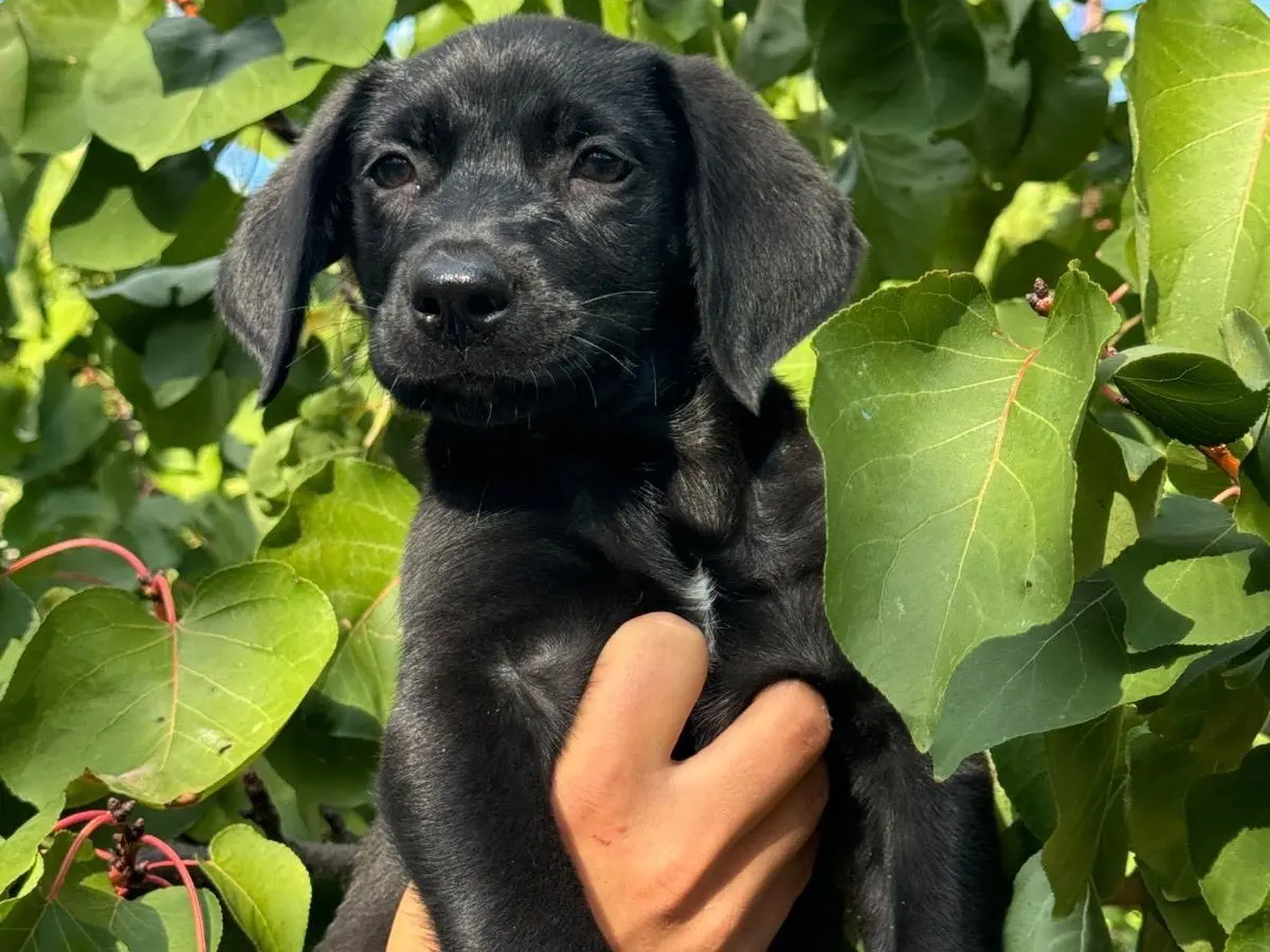Adotta un cane, taglia media, maschio, Bari
